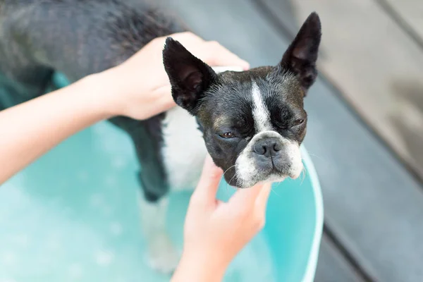 Cão Terrier Boston Toma Banho Dia Quente Verão — Fotografia de Stock