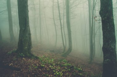 Mystical wood. Fog in the forest. Beautiful trees with moss. Rainy foresty in the Carpathians. Mysterious forest. clipart