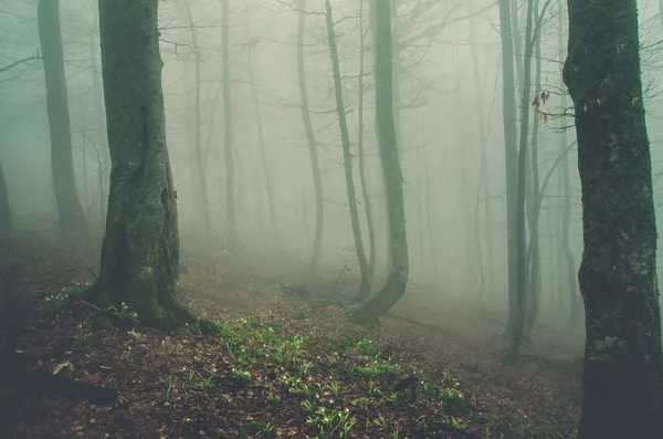 Mystisches Holz Nebel Wald Schöne Bäume Mit Moos Regenwald Den — Stockfoto