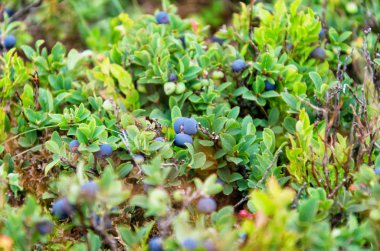 Karpat çayırlarında yaban mersini. Yazın yaban mersini çalısı. Yabani meyve.