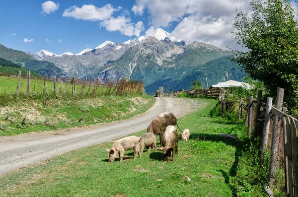 コーカサス山脈 ジョージア州の豚と山の風景 — ストック写真