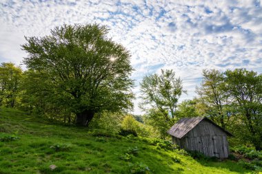Ukrayna Karpatları 'nda yaz sabahı, güneş büyük bir ağacın arkasından doğar, dağlarda ahşap bir ev.