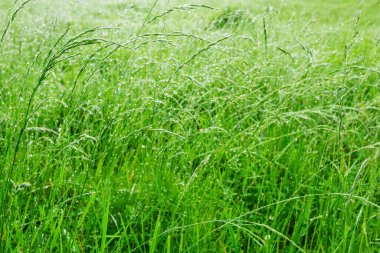 Taze, kalın otlara yakın.