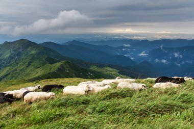 Dağların tepelerinde çobanlar Karpatlar 'ın vahşi orman ve tarlaları arasında sığır otlatırlar. Yağmurdan sonra şafakta güzel bir sis vardır. Koyunlar yün, süt ve et temin eder.