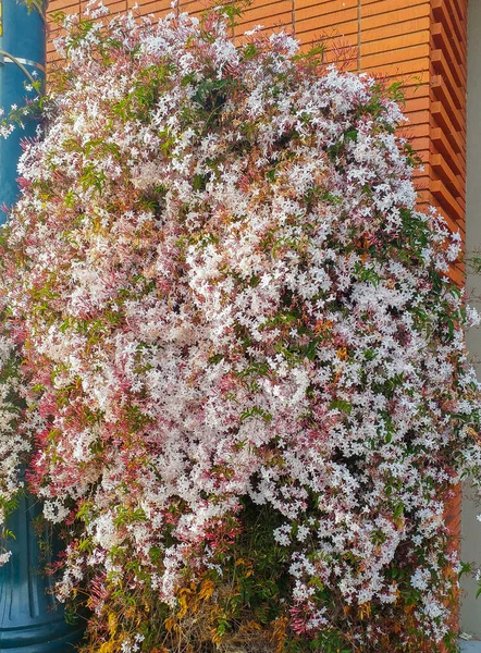 Estrella Jazmín Densos Racimos Vid Dulces Flores Perfumadas Inolvidables Durante — Foto de Stock