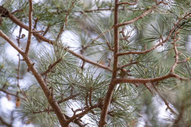 Çam ağacı dallarını kapat
