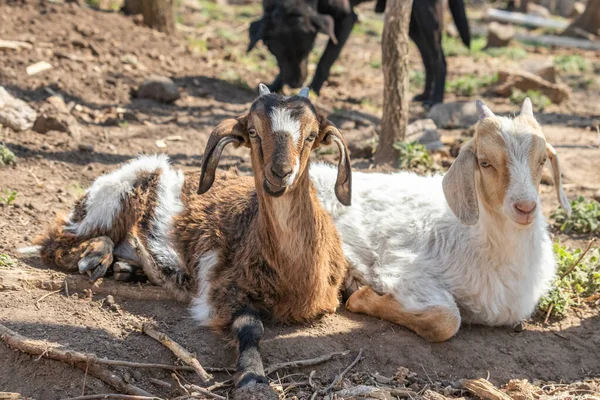 Horned Goat Farm — Stock Photo, Image