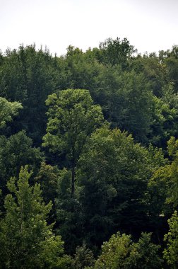 Orman ve ağaç manzara