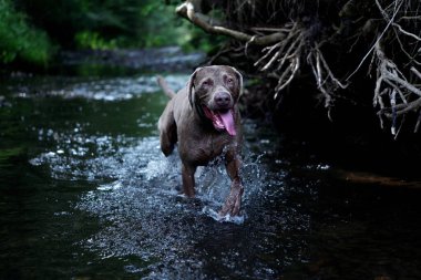 Weimaraner 'ın deredeki profili..