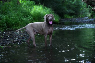Weimaraner 'ın deredeki profili..