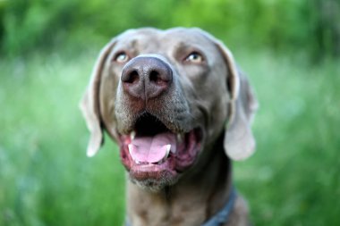 Otların arasında ağzı açık Weimaraner köpeği..