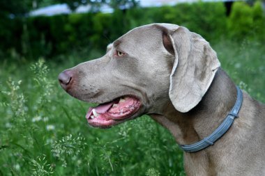 Weimaraner köpek profili, ağzı açık.