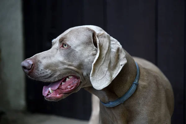 Weimaraner köpek profili, ağzı açık..
