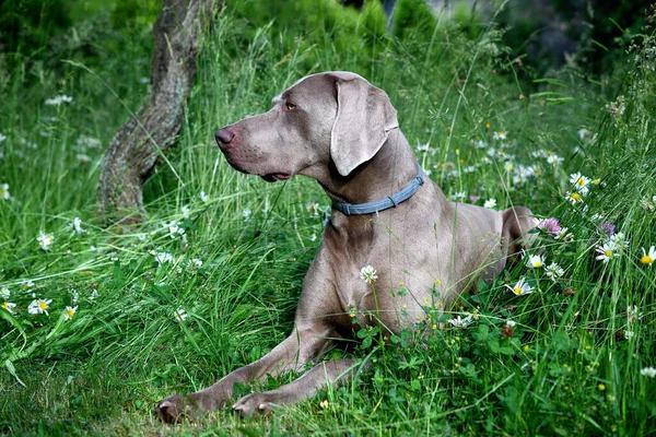 Portretul Câinelui Weimaraner Profil Iarbă — Fotografie, imagine de stoc