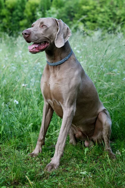 Weimaraner Pies Profilu Otwartymi Ustami — Zdjęcie stockowe