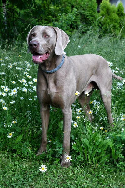 Weimaraner Chien Profil Avec Bouche Ouverte Dans Herbe — Photo