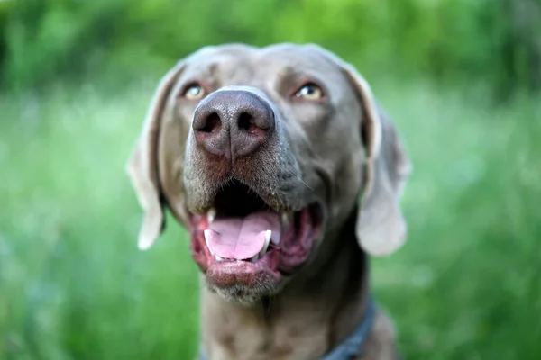 Otların arasında ağzı açık Weimaraner köpeği..