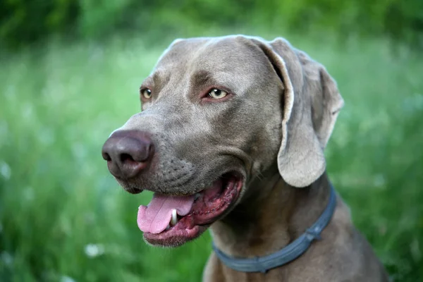 Weimaraner köpek profili, çimenlerde ağzı açık..