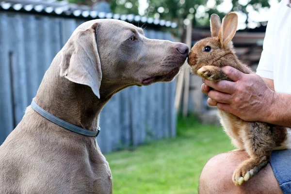 İtaatkar Weimaraner köpeği ve tavşan portresi..