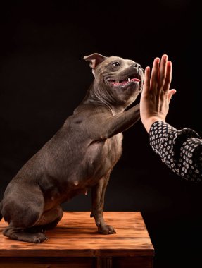 Çılgın gülen gri Staffordshire Boğa Teriyeri köpeği siyah arka planda