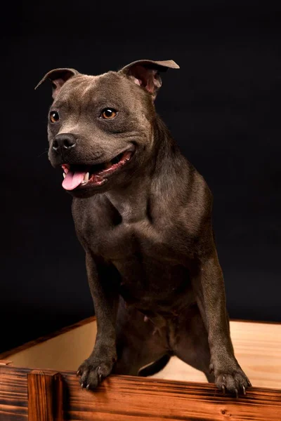 Verrückt Lächelnder Grauer Staffordshire Bullterrier Hund — Stockfoto