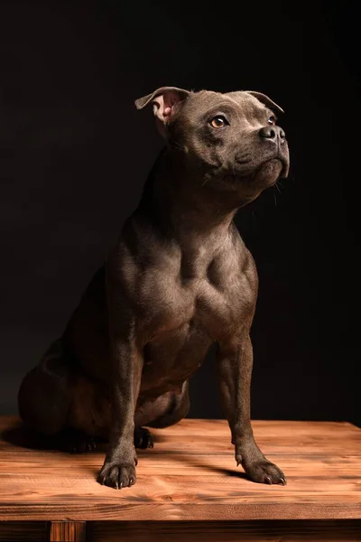 Çılgın Gülen Gri Staffordshire Boğa Teriyeri Köpeği — Stok fotoğraf
