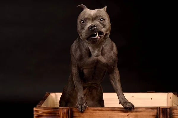 Verrückt Lächelnder Grauer Staffordshire Bullterrier Hund — Stockfoto