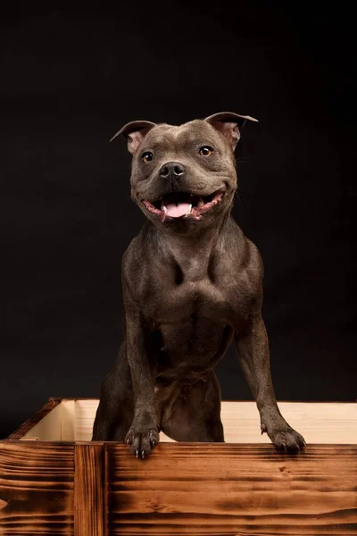 Crazy Smiling Gray Staffordshire Bull Terrier Dog — Stock Photo, Image