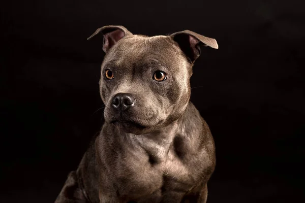 Staffordshire Bull Terrier Puppy Dog Sfondo Scuro — Foto Stock