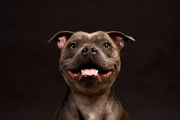 Crazy Smiling Gray Staffordshire Bull Terrier Dog — Stock Photo, Image