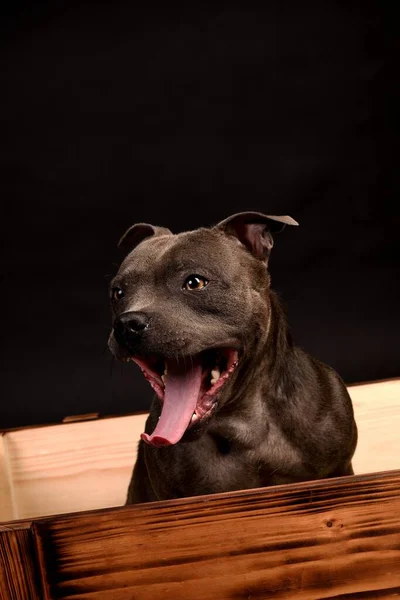 Çılgın gülen gri Staffordshire Boğa Teriyeri köpeği