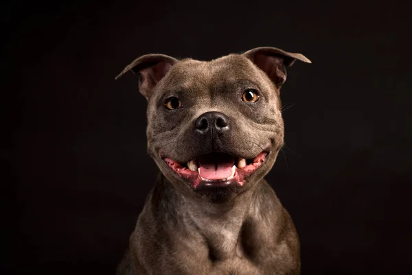 Porträt Des Grauen Staffordshire Bull Terrier Welpenhundes Auf Schwarzem Hintergrund — Stockfoto