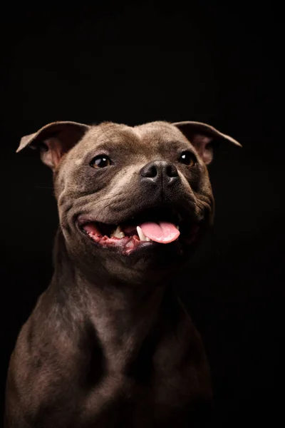 Crazy Smiling Gray Staffordshire Bull Terrier Dog Black Background — Stock Photo, Image