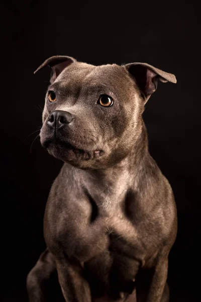 Portrait Chien Chiot Staffordshire Bull Terrier Gris Sur Fond Noir — Photo