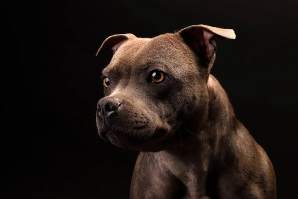 Staffordshire Bull Terrier Puppy Dog Portrait — Stock Photo, Image