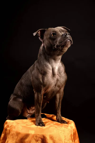 Staffordshire Bull Terrier Szczeniak Pies Ciemnym Tle Studio — Zdjęcie stockowe