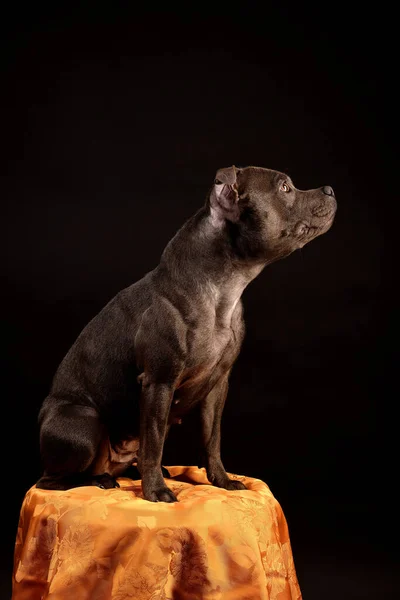 Staffordshire Bull Terrier Puppy Dog Portrait — Stock Photo, Image