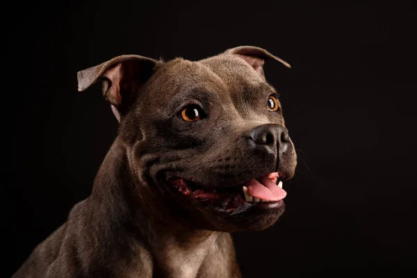 Portrait Gray Staffordshire Bull Terrier Puppy Dog Black Background — Stock Photo, Image