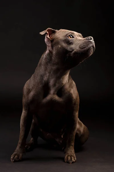 Staffordshire Bull Terrier Puppy Dog Dark Studio Background — Stock Photo, Image