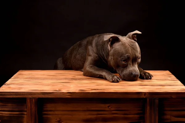 Portrait Gray Staffordshire Bull Terrier Puppy Dog Black Background — Stock Photo, Image