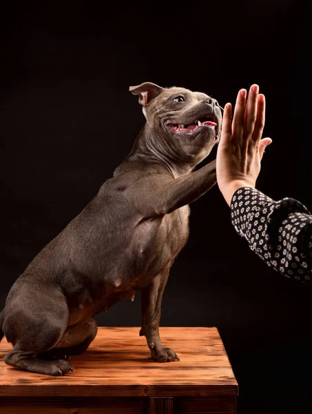 Verrückt Lächelnder Grauer Staffordshire Bull Terrier Hund Auf Schwarzem Hintergrund — Stockfoto