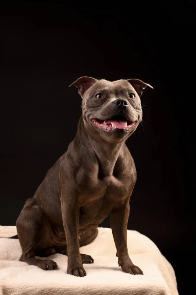 Staffordshire Bull Terrier Welpenhund Auf Dunklem Studiohintergrund — Stockfoto