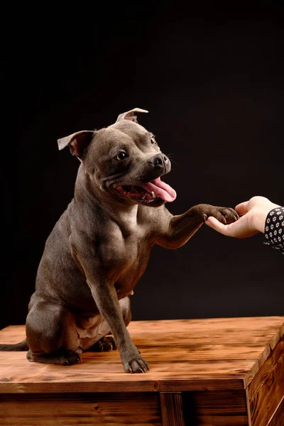 Crazy smiling gray Staffordshire Bull Terrier dog on black background