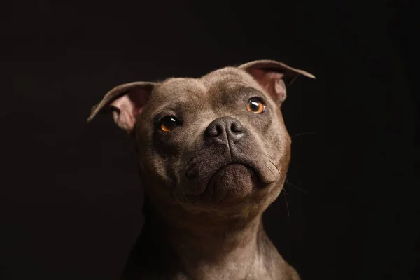 Porträt Eines Entzückenden Staffordshire Bulldog Terrier Der Nach Oben Schaut lizenzfreie Stockbilder
