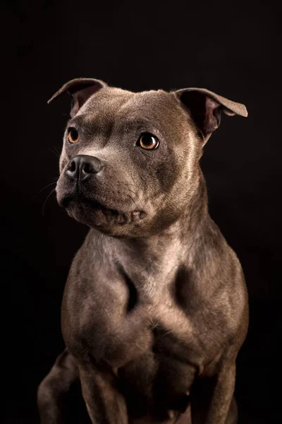 Porträt Des Grauen Staffordshire Bull Terrier Welpenhundes Auf Schwarzem Hintergrund Stockfoto