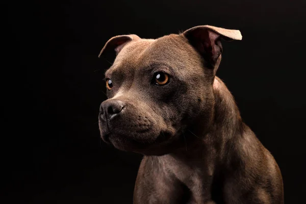 Staffordshire Bull Terrier Welpenporträt lizenzfreie Stockbilder