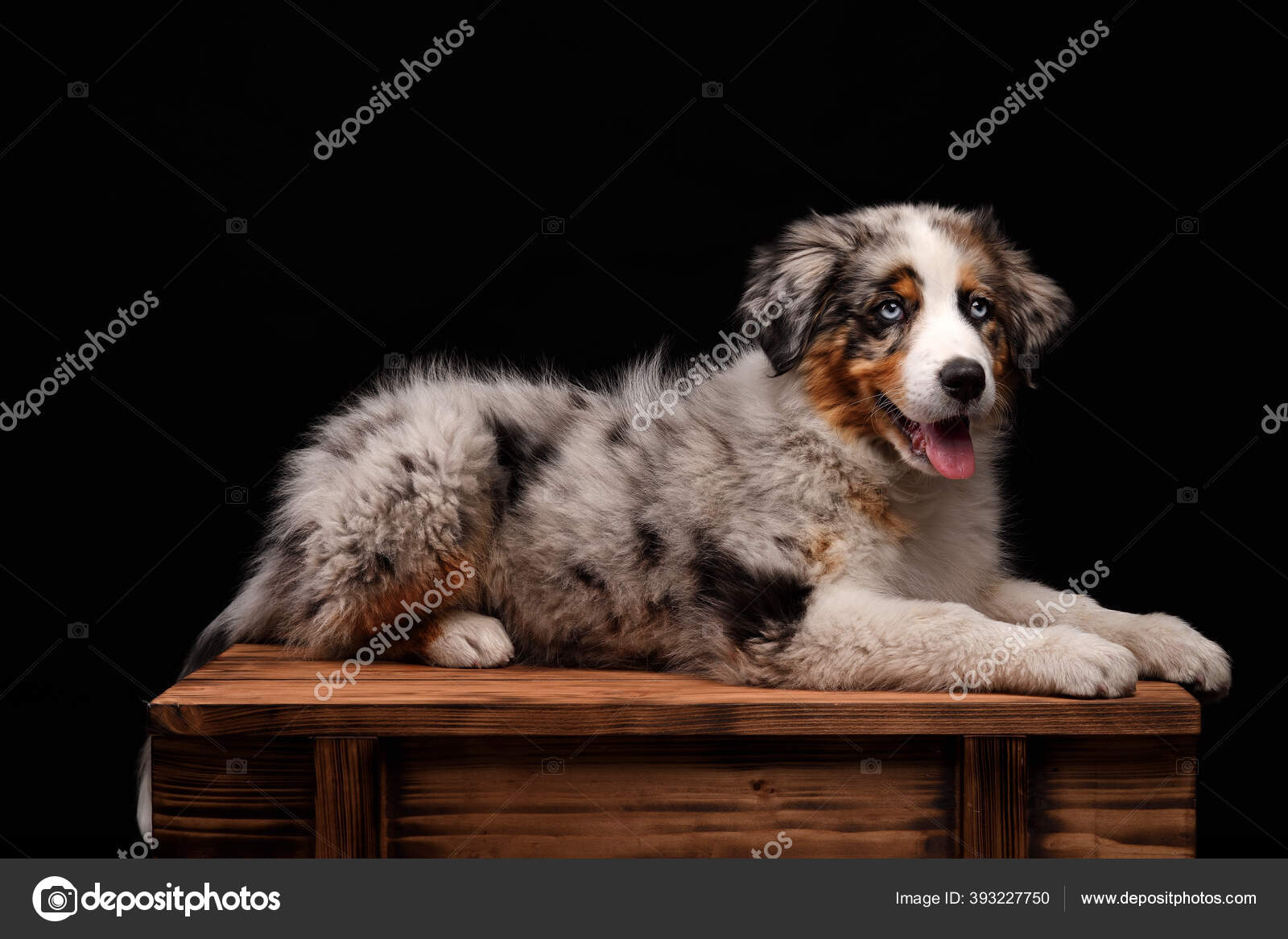 Immagini e foto stock di Blue merle shepard | DepositPhotos, image size:1600x1167