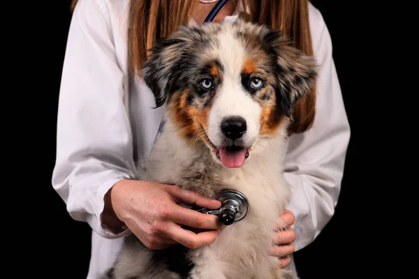 Söt Rolig Valp Australian Shepherd Visar Tungan — Stockfoto