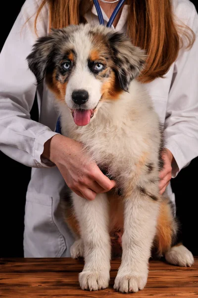 Şirin komik köpek. Avustralya çoban köpeği dilini gösteriyor.