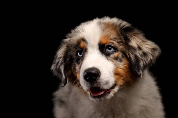 Cute Funny Puppy Australian Shepherd Shows Tongue — Stock Photo, Image